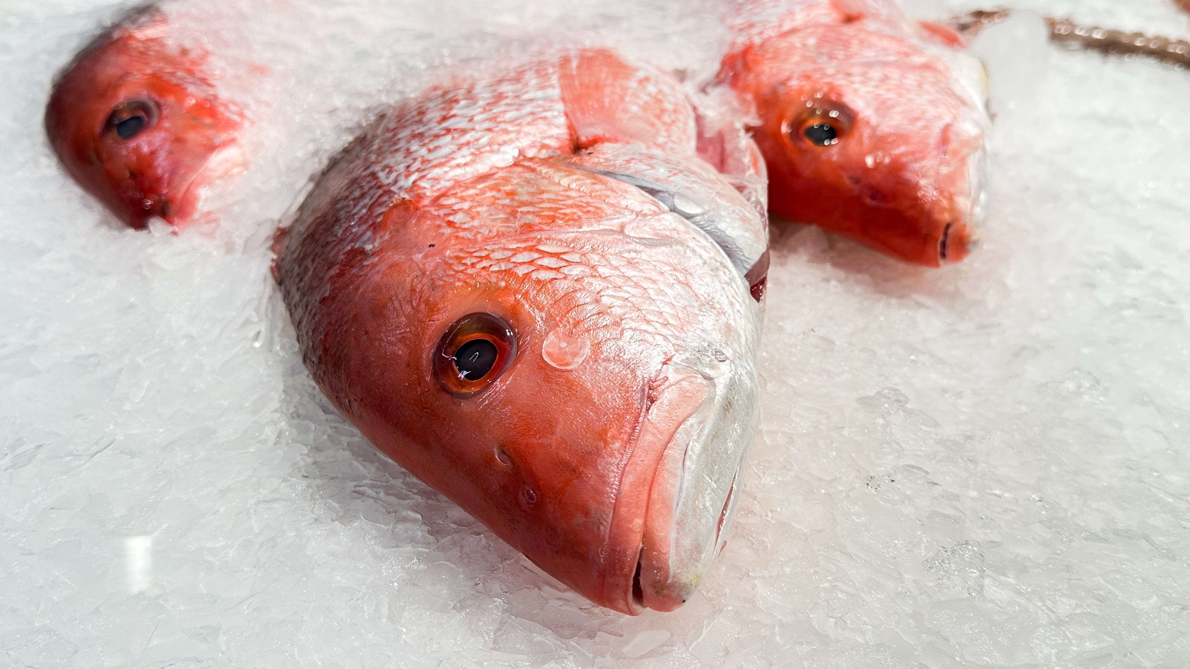 Menatone The Red Snapper 2010 国内正規品 DSC_5771_2048x.jpg?v=1736166070