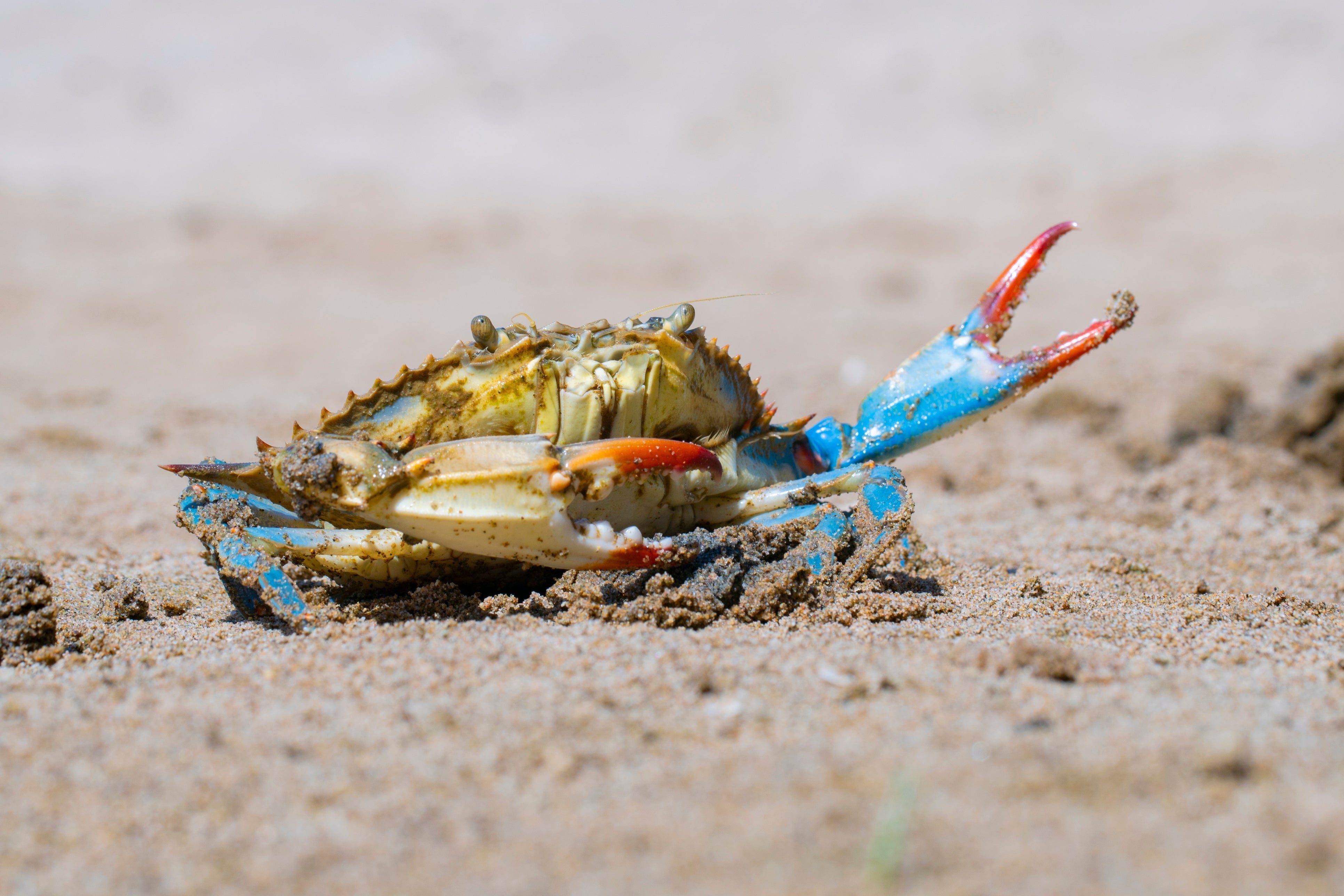 Soft Shell Crabs: What They Are, Why They’re Prized & How to Cook ...