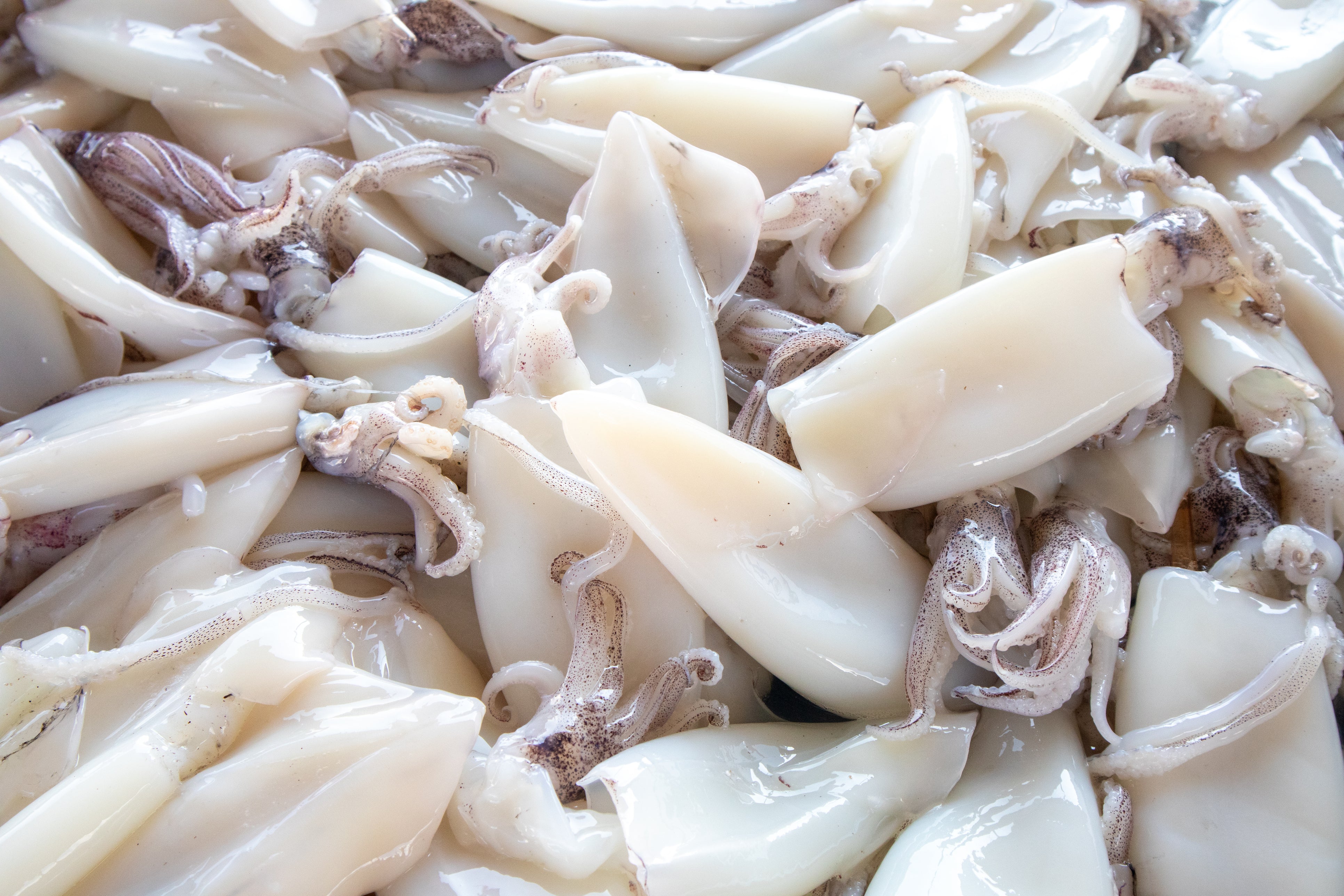 Your Ultimate Guide to Squid – Sizzlefish