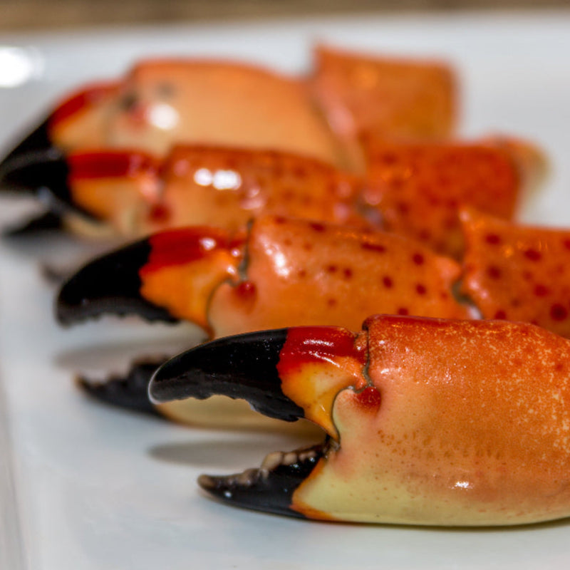 Buy Wild-Caught Florida Stone Crab Claws Online – Sizzlefish